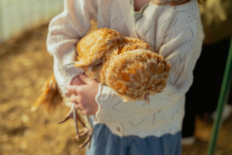 jeune fille et son père qui s’occupent d’une poule devant le poulailler Eglu Cube