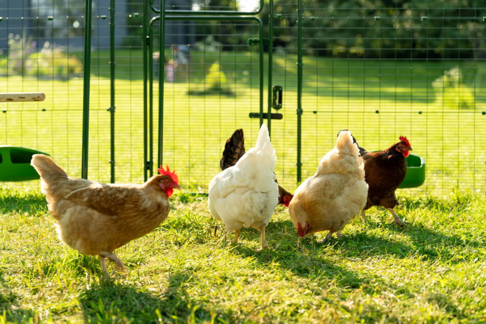 poules qui picorent dans un Grand Enclos