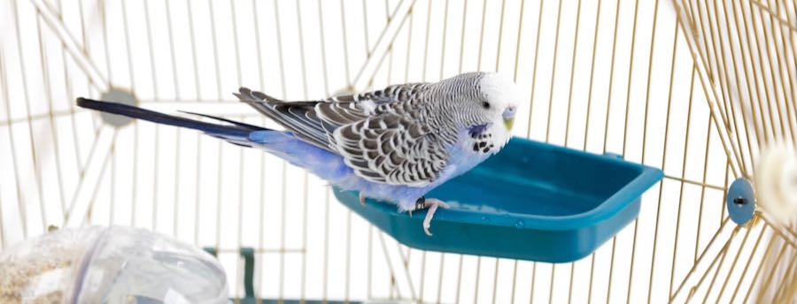 Une perruche bleue et grise dans la baignoire à oiseaux de la cage d’intérieur Geo d'Omlet – perruches, pinsons, canaris