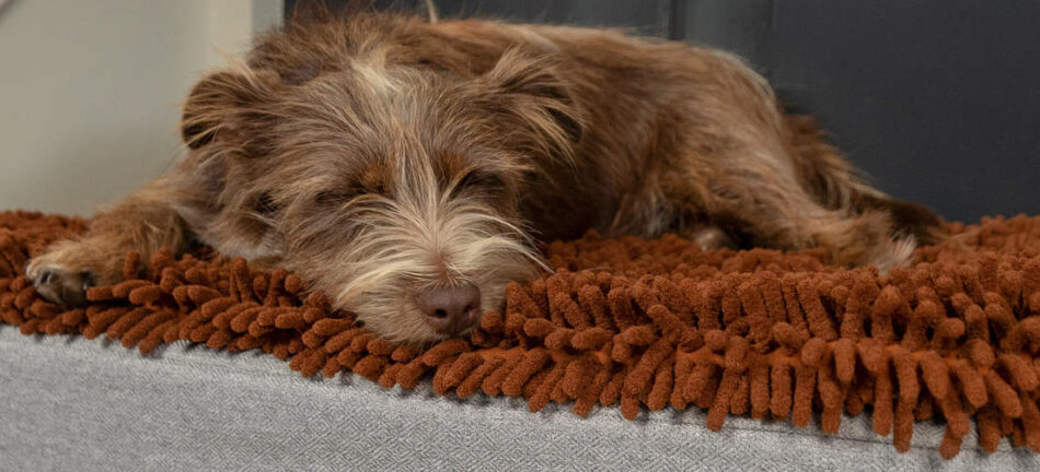 Chien marron qui dort sur le panier pour chien Topology d’Omlet avec un surmatelas en microfibre marron