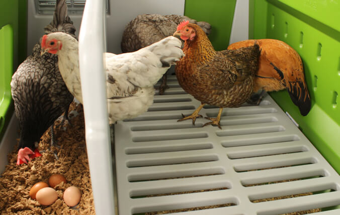 Des poules dans un nichoir avec leurs œufs