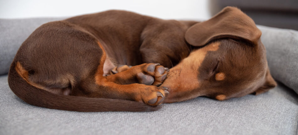 Les différentes positions de sommeil des chiens et leurs significations