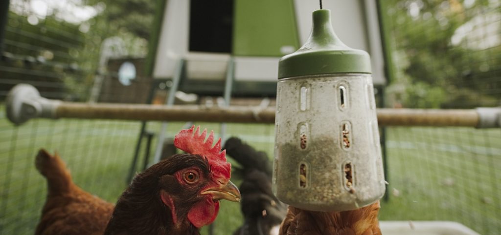 Comment Empêcher Une Poule De Couver Qu’est-ce qu’une poule couveuse et comment l’empêcher de couver