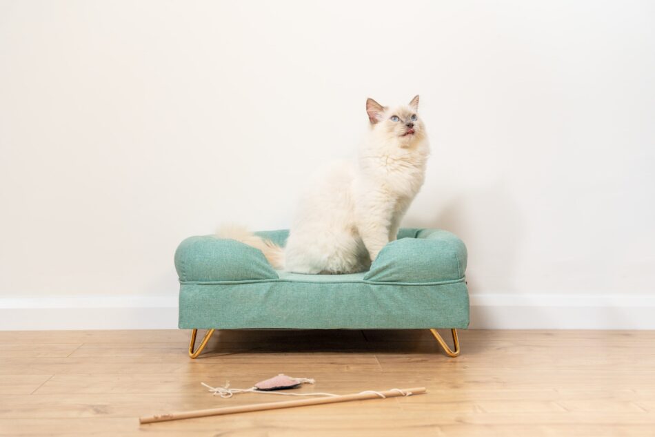 Chat blanc ragdoll assis sur le panier pour chat Bolster d’Omlet