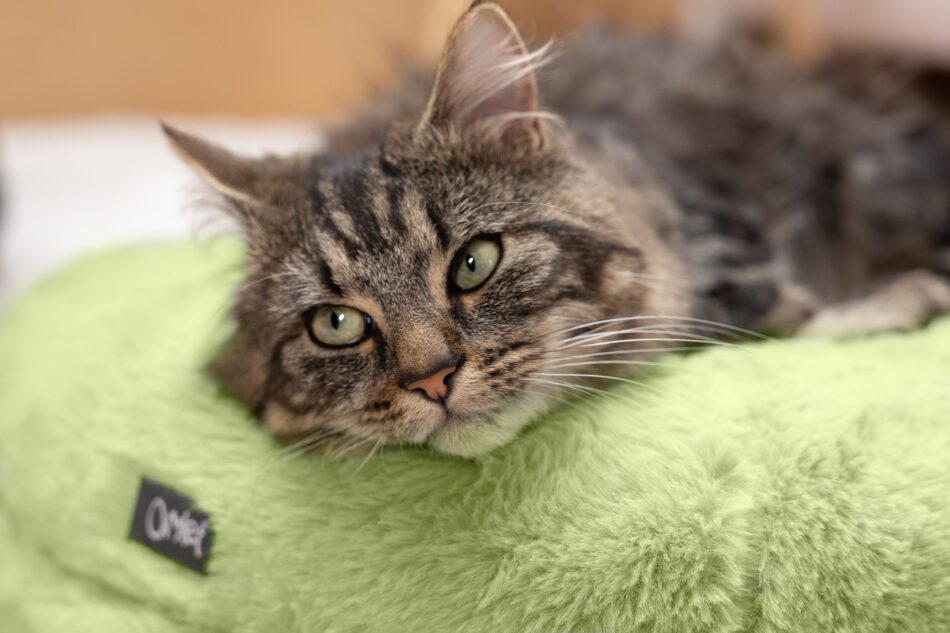 Chat couché sur le panier pour chat vert pistache Maya Donut d’Omlet