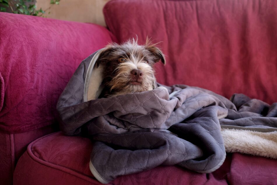 Chien marron enveloppé dans la couverture de luxe extra douce pour chien d’Omlet