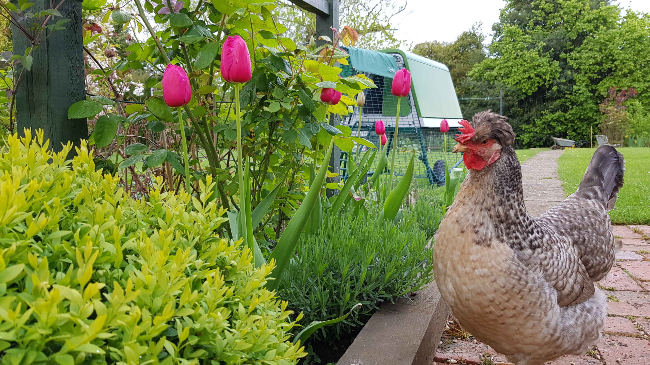 Une poule face à des tulipes dans le jardin et un poulailler Eglu Go UP d’Omlet