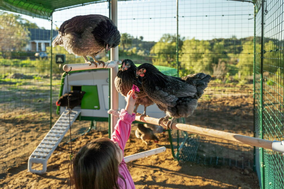 fille qui tend la main vers des poules perchées sur un perchoir PoleTree Omlet dans un Grand Enclos pour poules