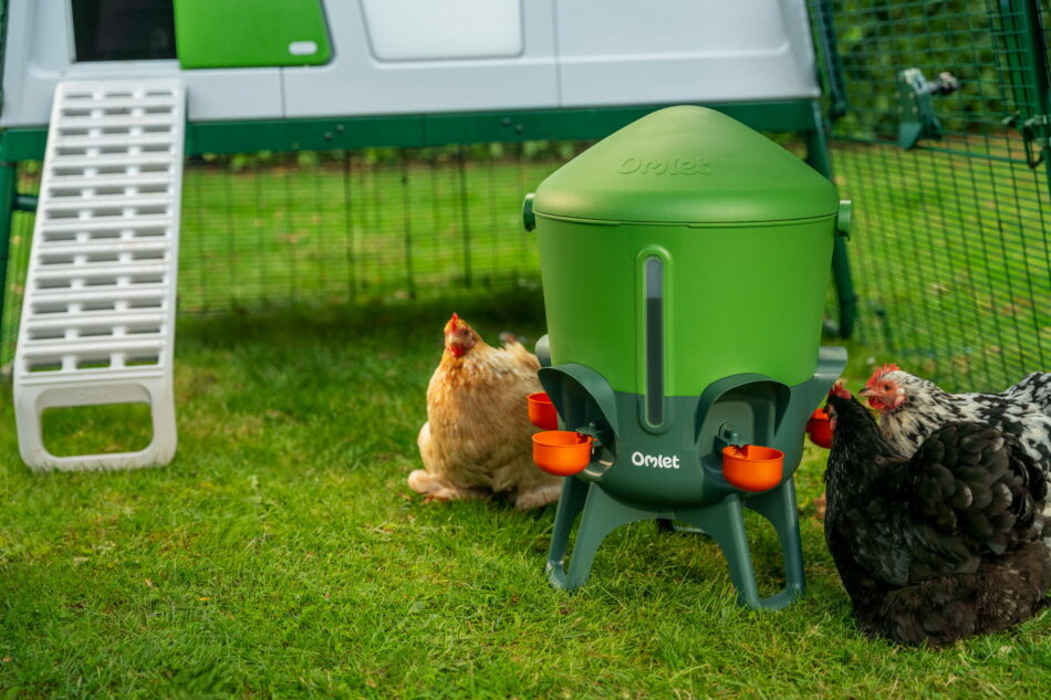 poules qui boivent dans un abreuvoir Omlet équipé d’embouts tasse