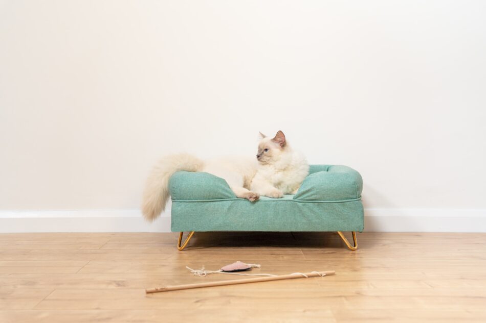 Chat blanc de race Ragdoll couché sur un panier pour chat Bolster en mousse à mémoire de forme
