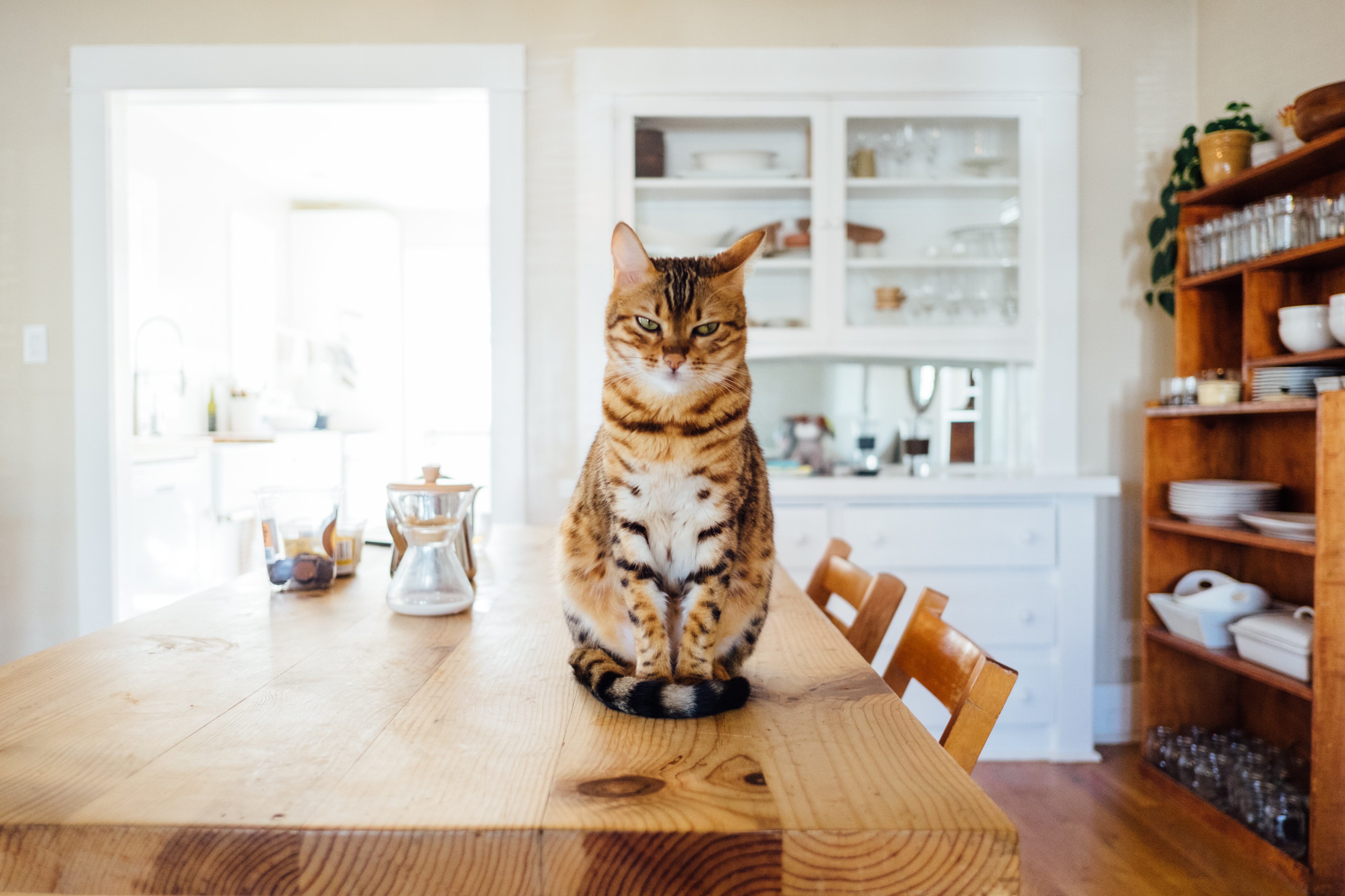 Comment Dresser Un Chat A Utiliser Sa Litiere Omlet Blog France