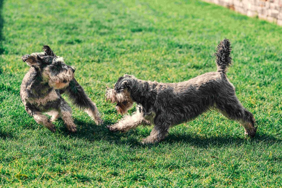 Deux chiens Schnauzer miniatures qui jouent ensemble