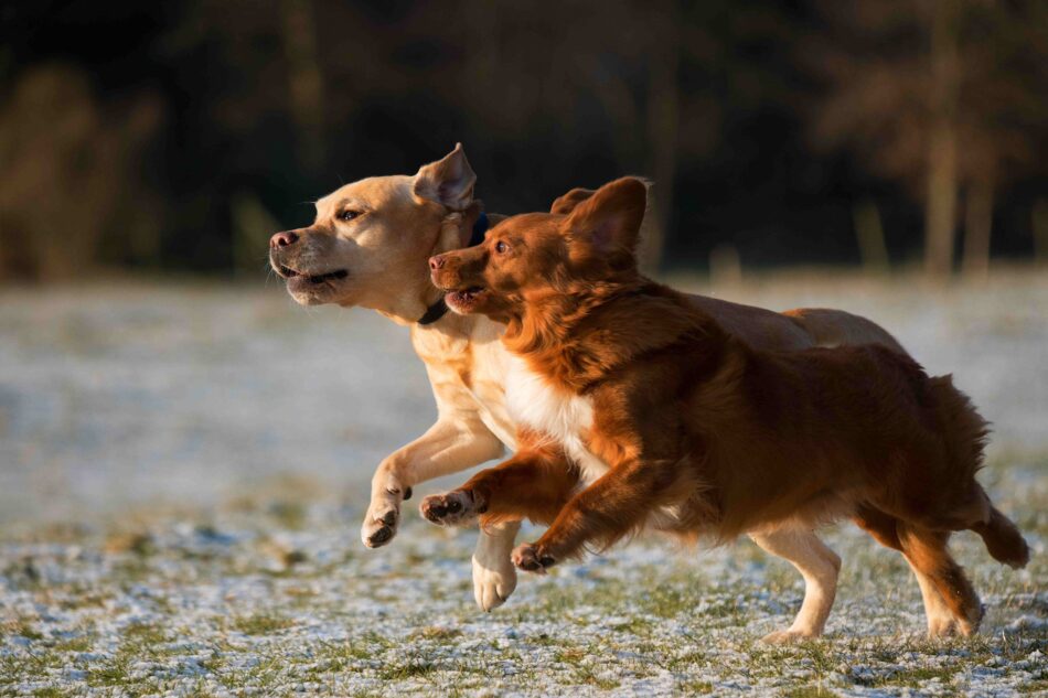 Deux chiens qui courent côte à côte