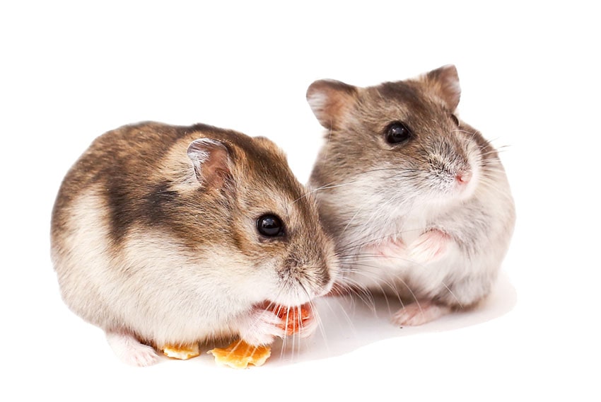 Deux hamster nains qui mangent une collation