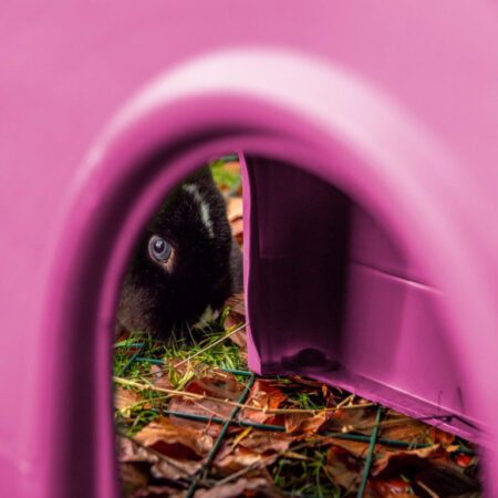 Un lapin aux yeux bleus qui regarde à travers un abri Zippi
