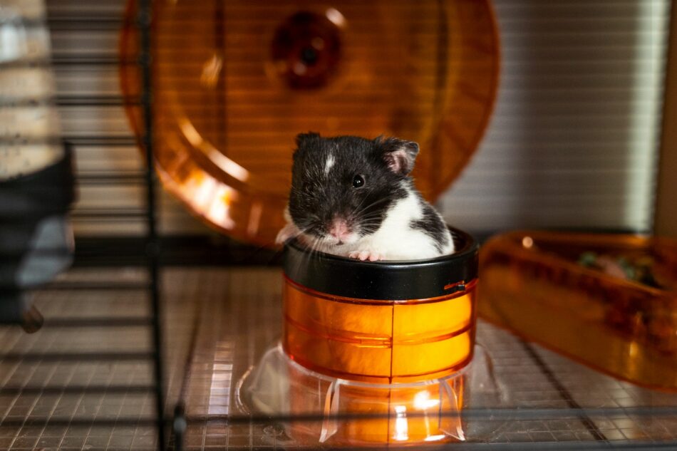 Hamster qui sort la tête du tube de la cage Qute pour hamsters d’Omlet  