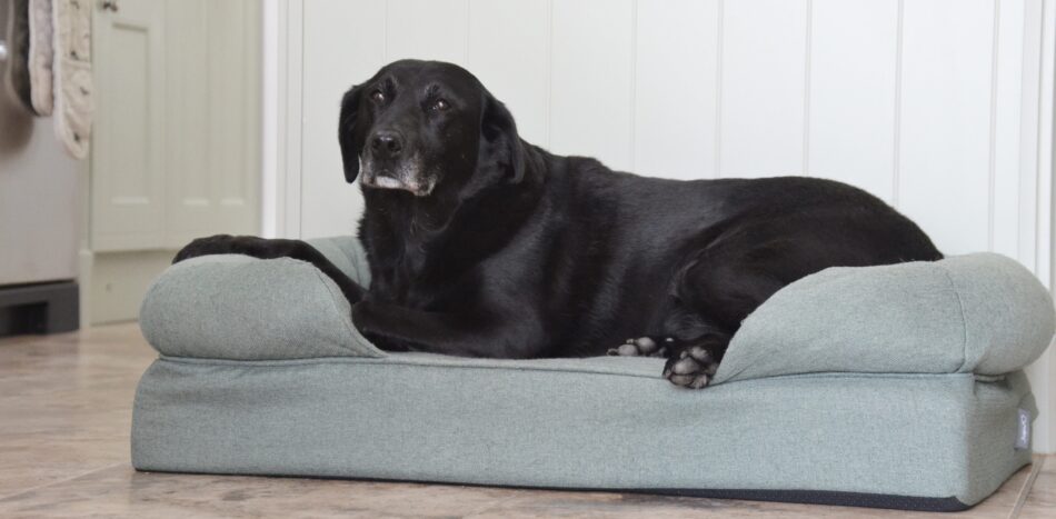 Labrador Retriever âgé qui se détend sur un panier pour chien Bolster d’Omlet