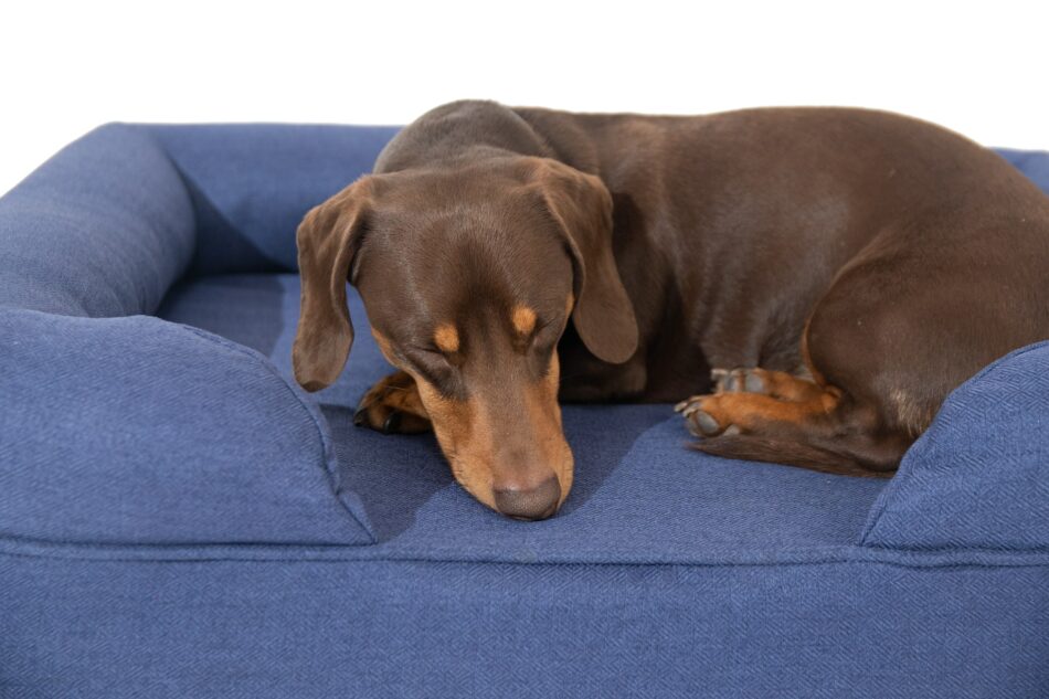 Teckel marron endormi sur un panier pour chien Bolster d’Omlet bleu