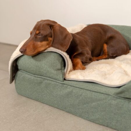 Un teckel bien au chaud sur un lit pour chien Bolster d’Omlet