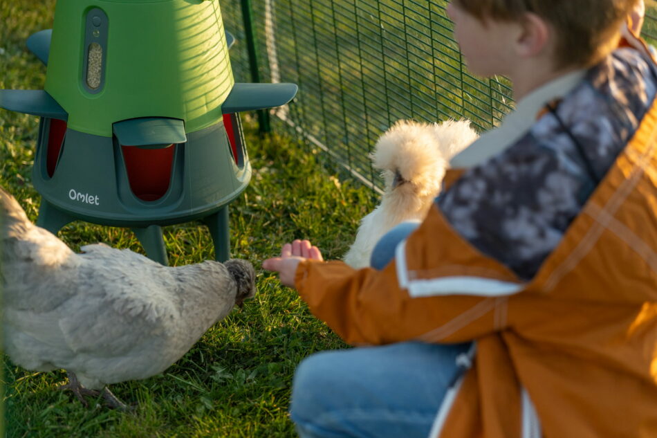 garçon qui nourrit des poules à la main