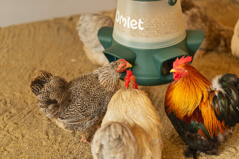 poules qui mangent dans une mangeoire anti-gaspillage d’Omlet suspendue dans un enclos en bois