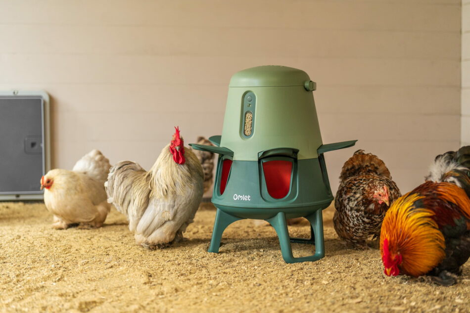 poules rassemblées autour d’une mangeoire intelligente et anti-gaspillage Omlet dans un enclos en bois