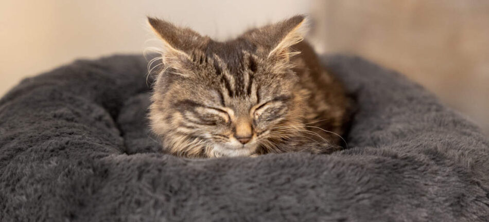 Chat qui dort sur le panier pour chat Maya Donut d’Omlet en imprimé Earl Grey 