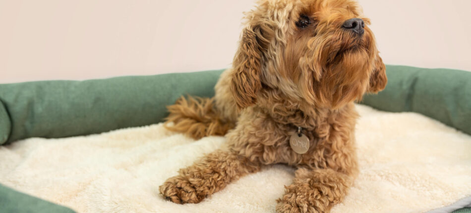 Petit chien marron heureux d’être allongé sur un panier pour chien apaisant