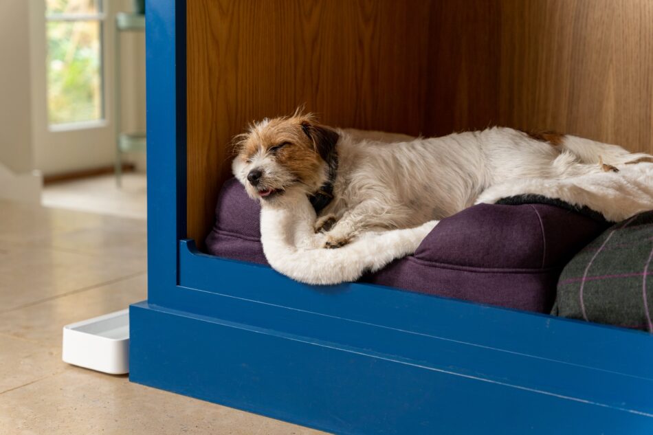 Chien terrier endormi sur une couverture en fausse peau de mouton Omlet sur un panier pour chien Bolster