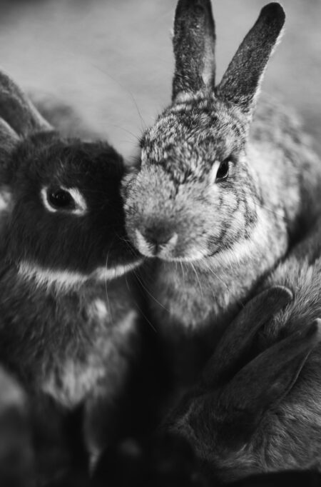 Des lapins qui se blottissent l’un contre l’autre en hiver