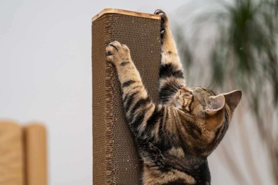 Gros plan sur les pattes d’un chat qui fait ses griffes sur le griffoir pour chat Stak d’Omlet 
