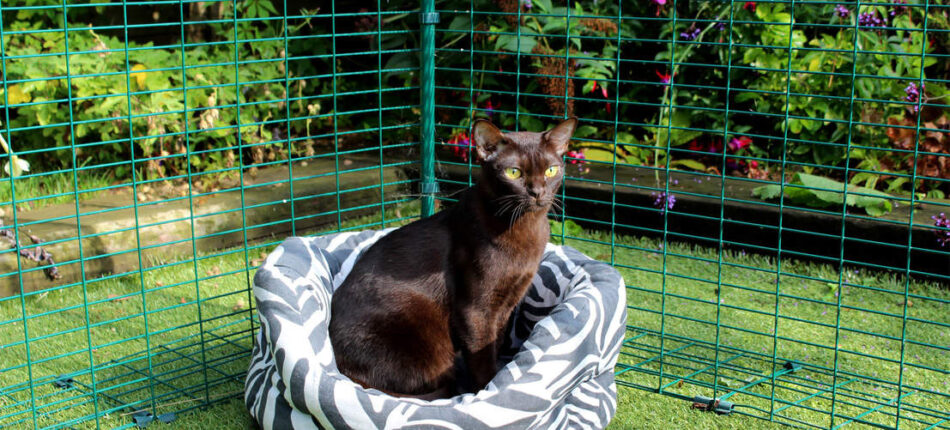 Chat noir assis dehors dans un enclos pour chat Omlet