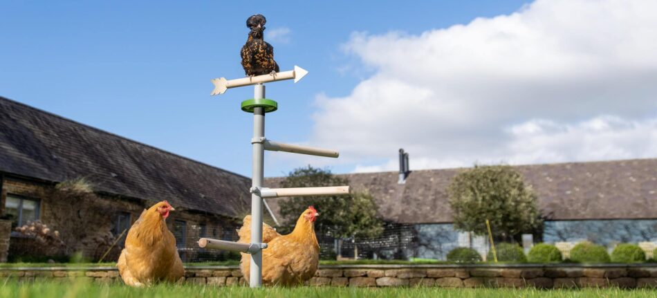 Deux races de poules différentes qui utilisent le perchoir pour poules sur pied d’Omlet 