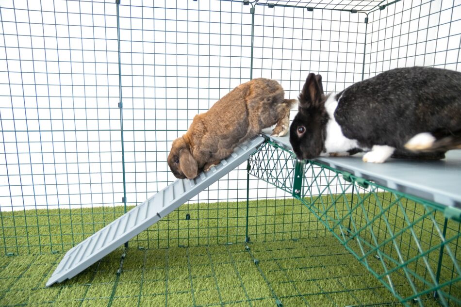 Deux lapins qui utilisent les plateformes pour lapins Zippi d’Omlet 