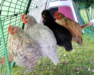 Quatre poules assises ensemble sur un perchoir