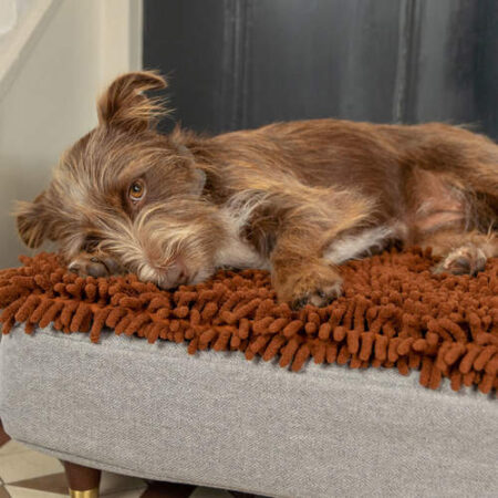Un chien marron endormi sur un lit Topology avec un surmatelas en microfibres