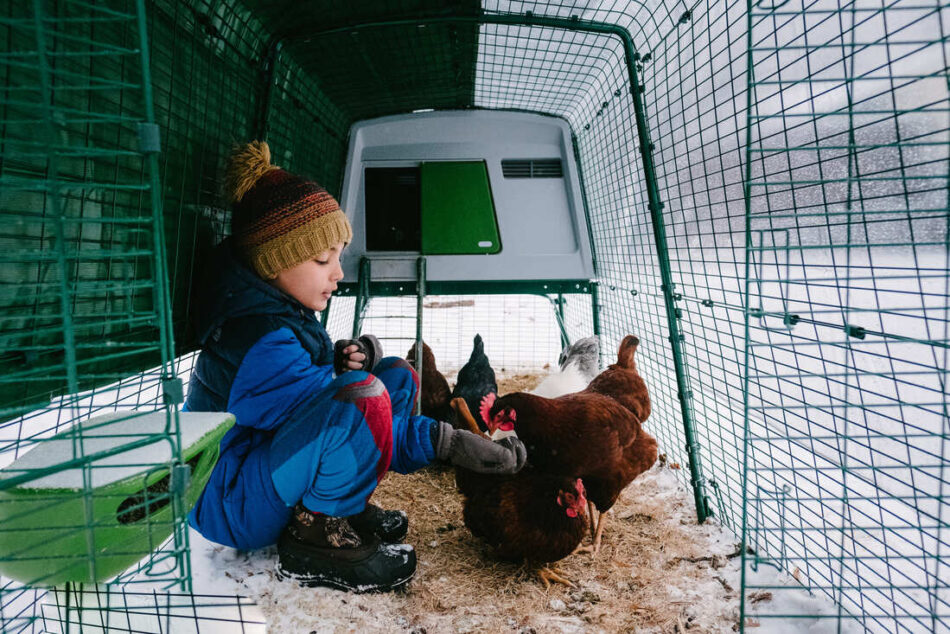 Un garçon assis dans la neige dans un enclos pour poules Eglu 