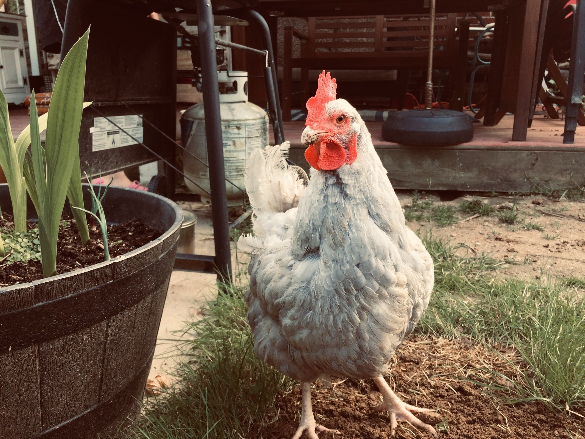 Une poule grise dans un jardin