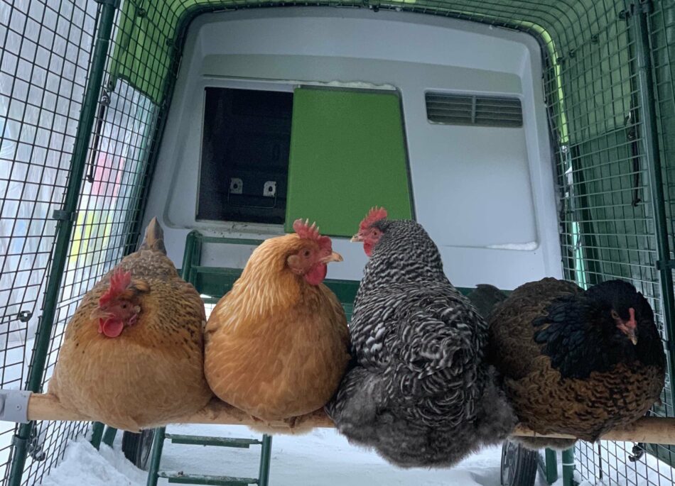 quatre poules assises ensemble sur un perchoir à l’intérieur d’un enclos
