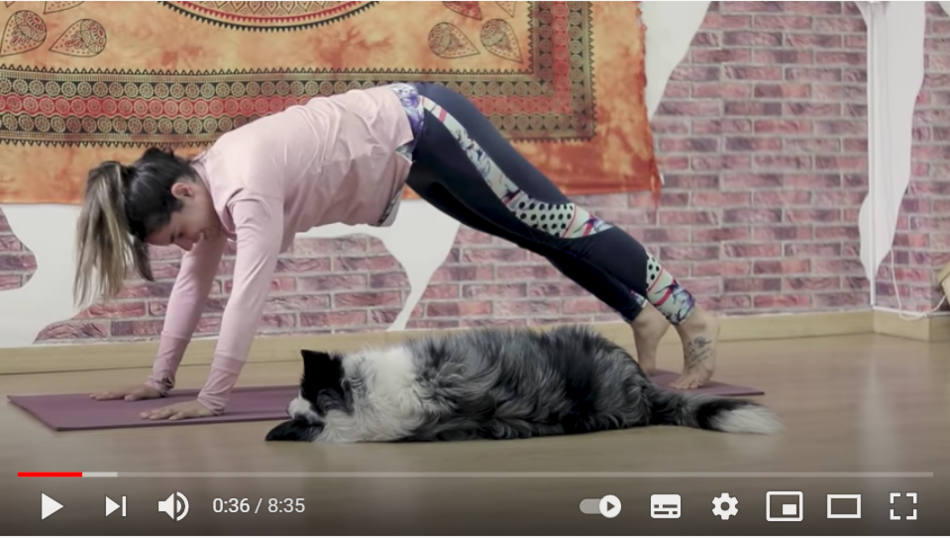 le doga est ce possible de faire du yoga avec son chien omlet blog france