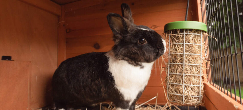 Conejo blanco y negro comiendo de un dispensador de comida para conejos 