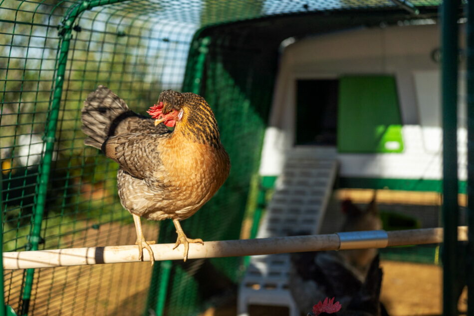 poule qui se perche dans l’enclos du poulailler Eglu Pro