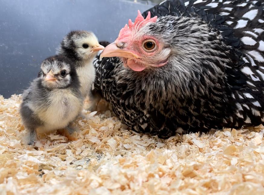 poussins avec une maman poule