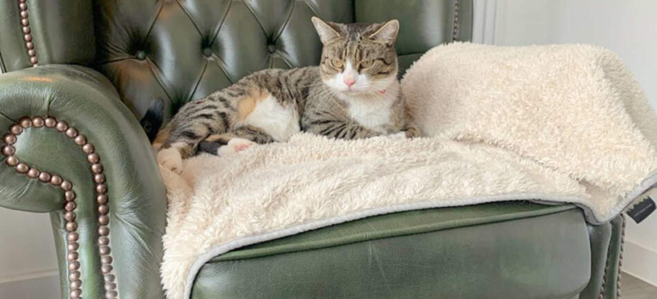 Chat qui se repose sur la couverture de luxe extra douce pour chat d’Omlet