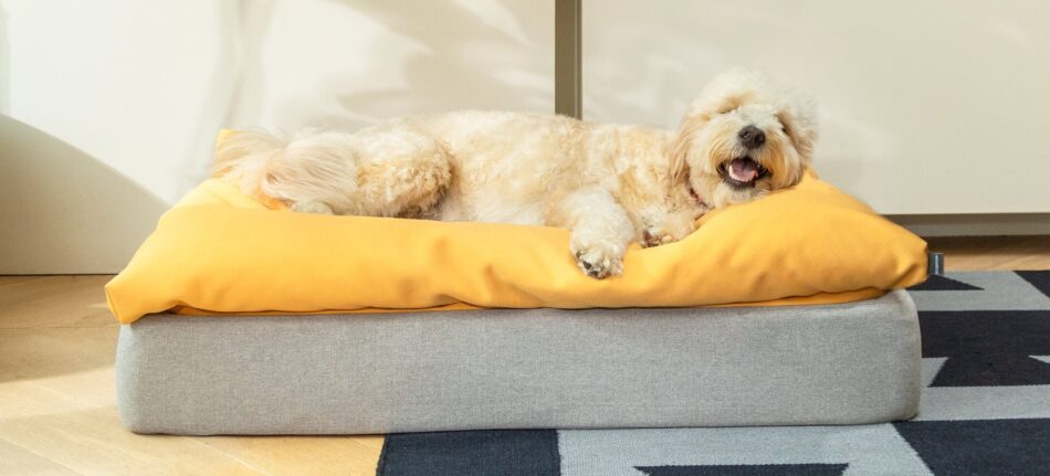 Chien allongé sur un panier pour chien Topology d’Omlet avec un surmatelas pouf jaune