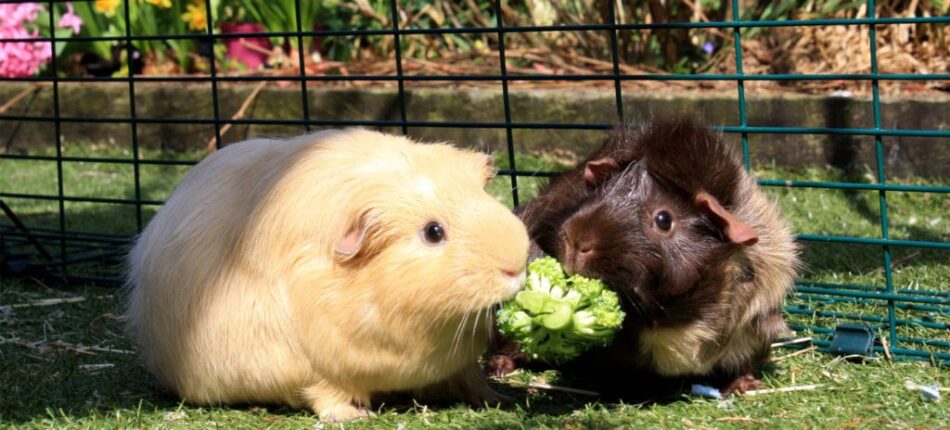Cochon d’Inde dans un enclos pour cochon d’Inde d’Omlet en train de manger du brocoli