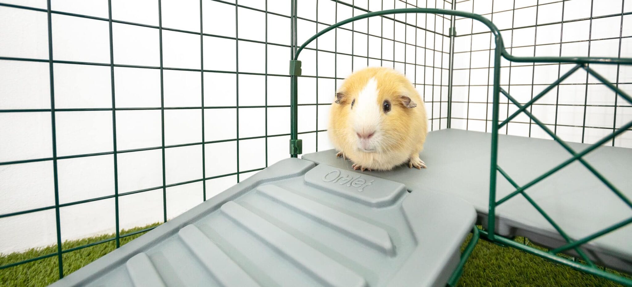 Activités pour cochons d’Inde – comment amuser vos cochons d’Inde