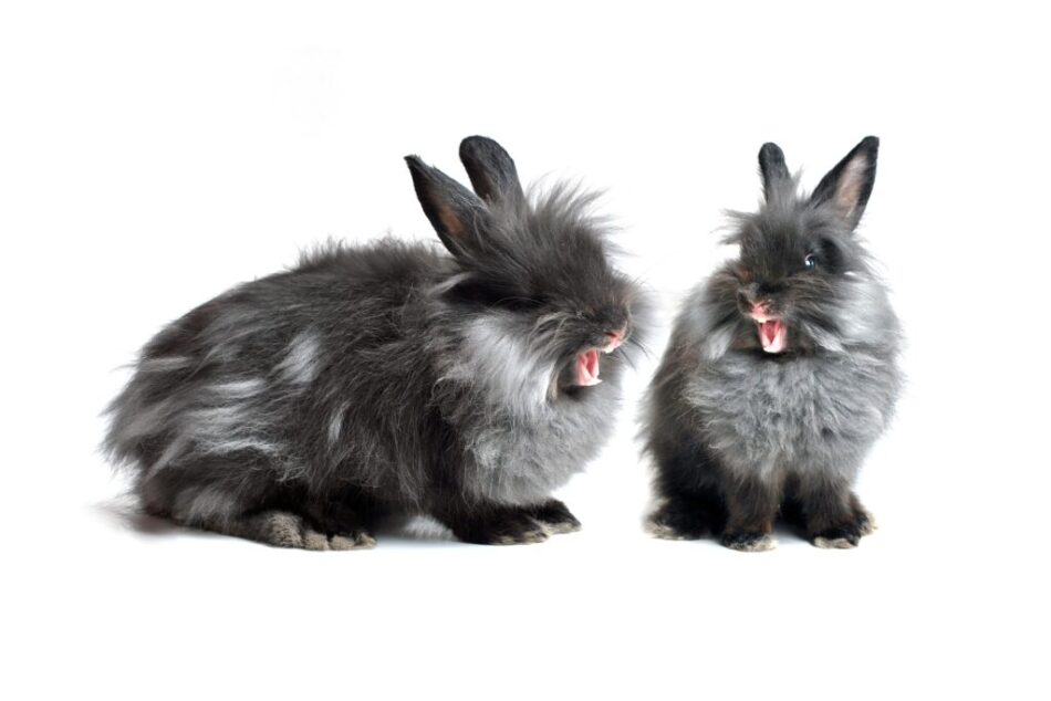 Deux lapins gris, en colère et agressifs