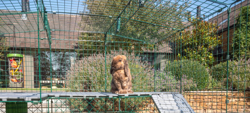 Lapin marron debout sur ses pattes arrière sur les plateformes pour enclos pour lapins Zippi
