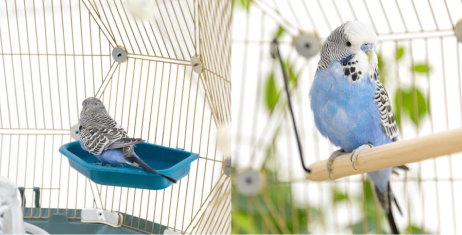 Montage photo d’une perruche bleue et grise dans une cage à oiseaux Geo d’Omlet